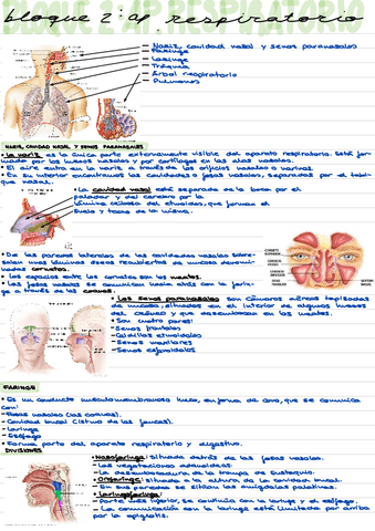 Ap.-Respiratorio.pdf