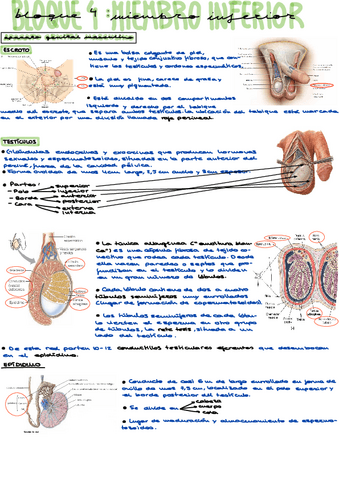 Aparato-genital-masculino.pdf