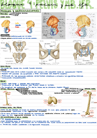 Huesos-y-articulaciones-miembro-inferior-y-pelvis.pdf
