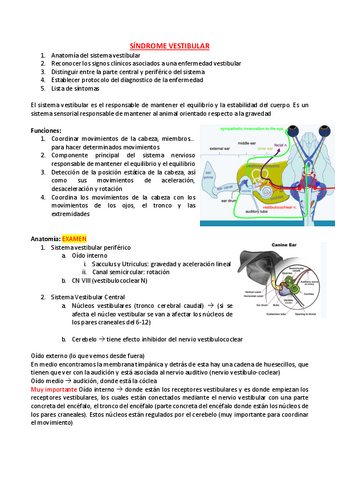 Sindrome-vestibular.pdf