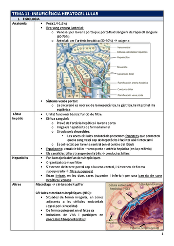 FP-Tema11inshepatica.pdf