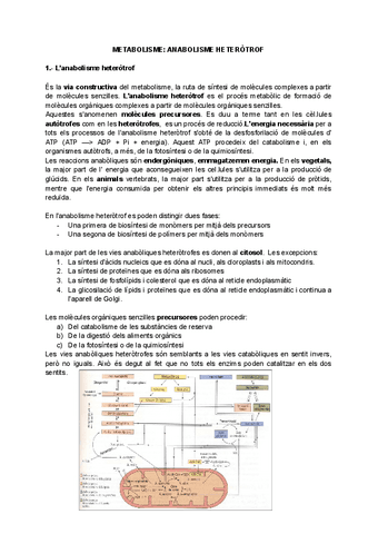 metabolisme-anabolisme-heterotrof.pdf