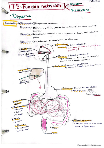 Apuntes-nutricion-bio-3ESO.pdf