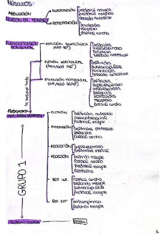 Esquemas-musculos-tema-5-Hombro.pdf