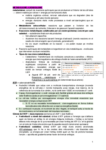 Catabolisme.pdf