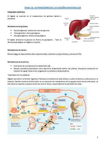 t10-fisiopato.pdf