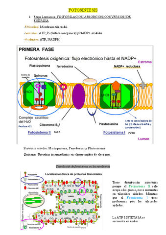 RESUMEN-DE-FOTOSINTESIS.pdf