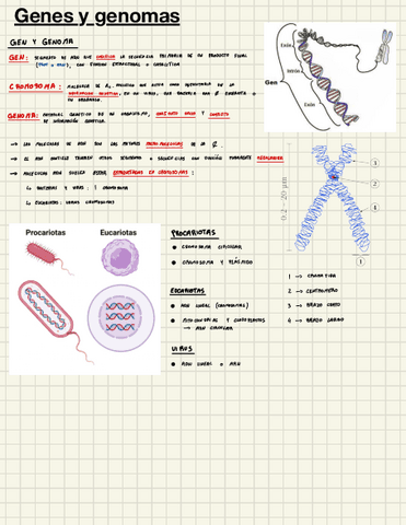 Genes-Y-Genomas.pdf