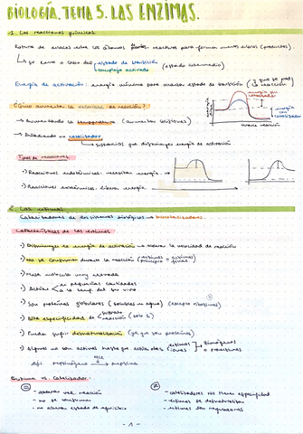 Tema5Enzimas.pdf