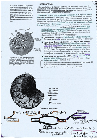 Ficha-Lipoproteinas.pdf