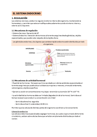 Tema-3-Sistema-endocrino.pdf
