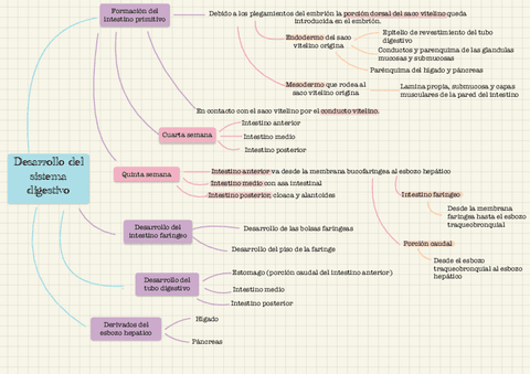 Desarrollo-Digestivo.pdf