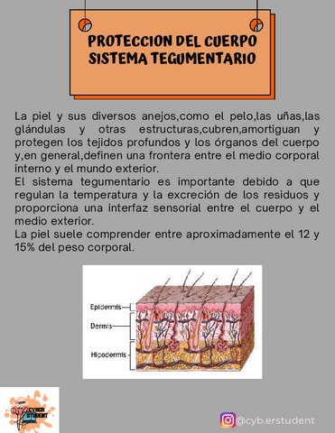 SISTEMA-TEGUMENTARIO.pdf