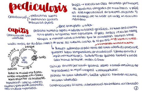 Pediculosis.pdf