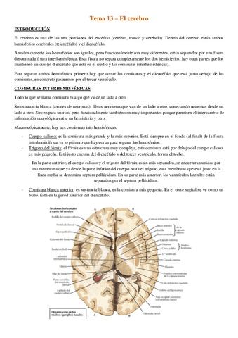 Tema-13-El-cerebro.pdf