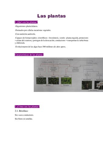 Resumen de BIOLOGÍA - Tema 8: Las Plantas..pdf