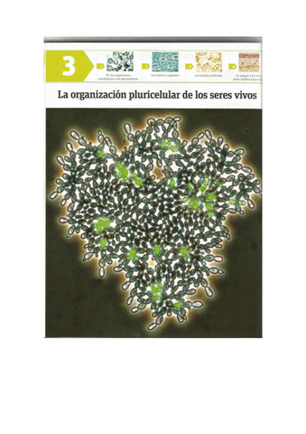 ORGANIZACION-PLURICELULAR-de-los-seres-vivos-T.3.pdf