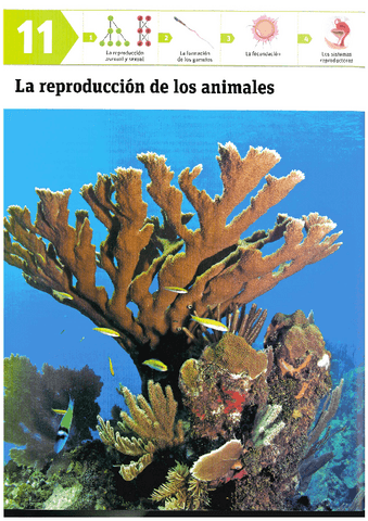 Reproduccion-T.11.pdf