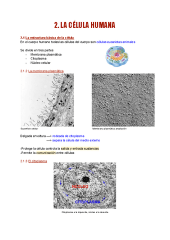 Celula-doc-texto.pdf