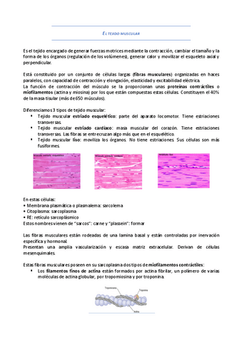 El-tejido-muscular.pdf