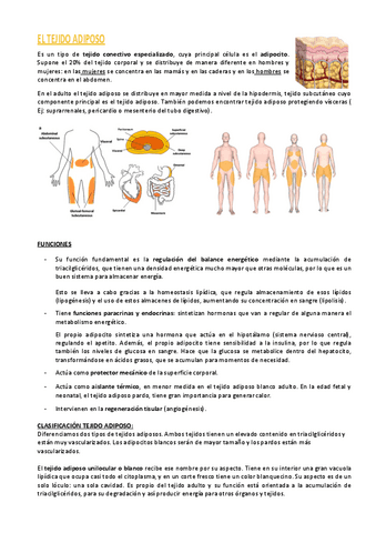 El-tejido-adiposo.pdf