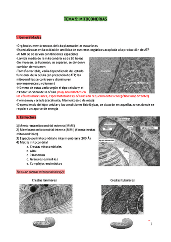 Tema-5-mitocondria.pdf
