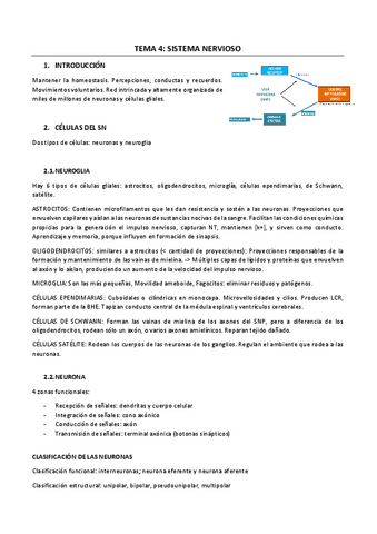 TEMA-4-sistema-nervioso.pdf