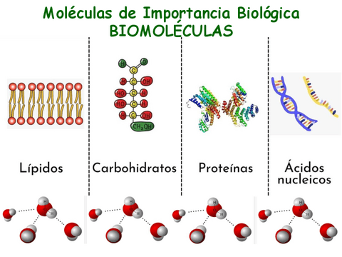 Clase-2-Biomoleculas.pdf