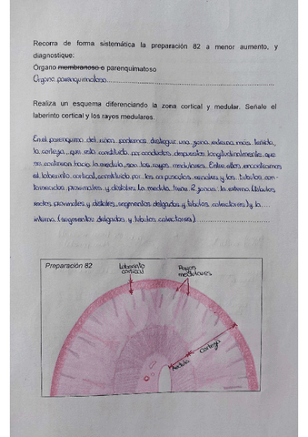 Practica-11-4oparcial.pdf