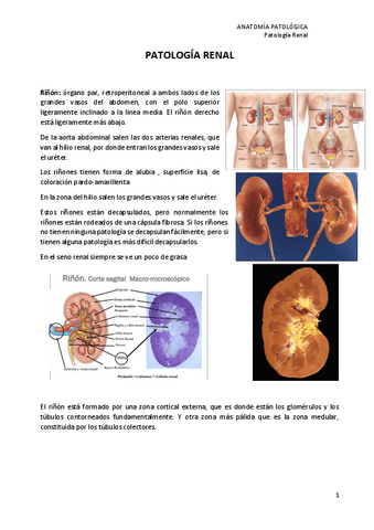 26.-Patologia-Renal.pdf