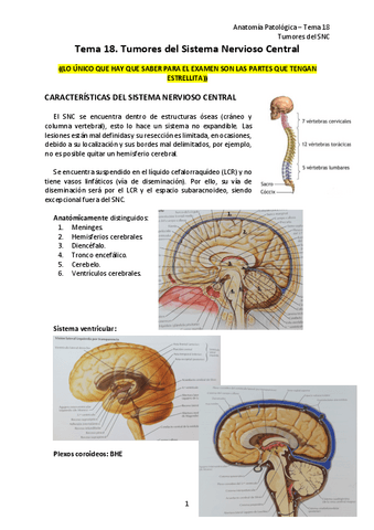 19.-Tumores-del-SNC-TEMA.pdf