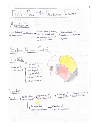 Resumen-Tema-11-Fisio.pdf