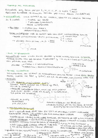 Tema-6-acidos-nucleicos.pdf