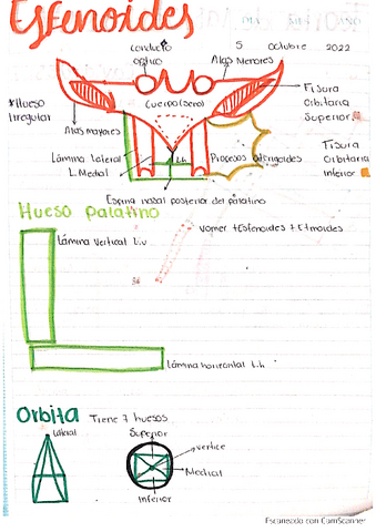 hueso-esfenoides.pdf