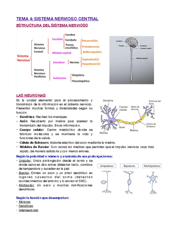 T4-SISTEMA-NERVIOSO-CENTRAL.pdf