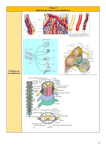 Tema-3.pdf