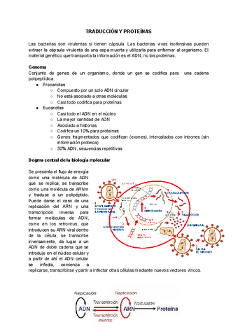 TRADUCCION-Y-PROTEINAS.pdf