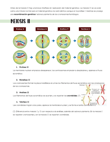 Temas-11,12,13-y-14.-Metabolismo-Mendel-ciclo-de-Krebs.pdf
