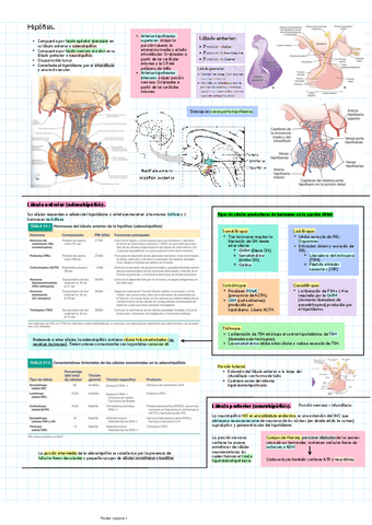 Hipofisis.pdf