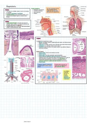 Respiratorio.pdf