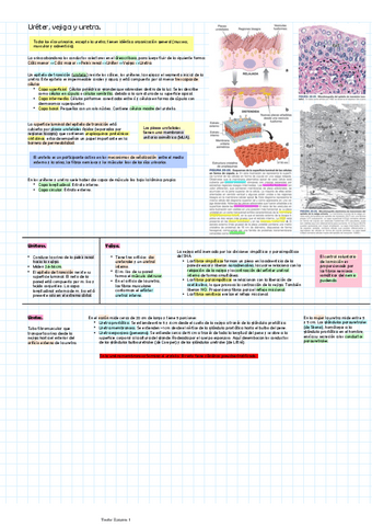 Ureter-vejiga-y-uretra.pdf