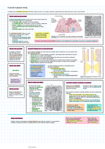 Funcion-tubular-renal.pdf