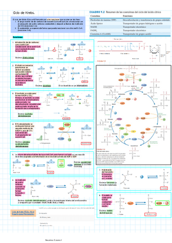 Ciclo-de-Krebs.pdf