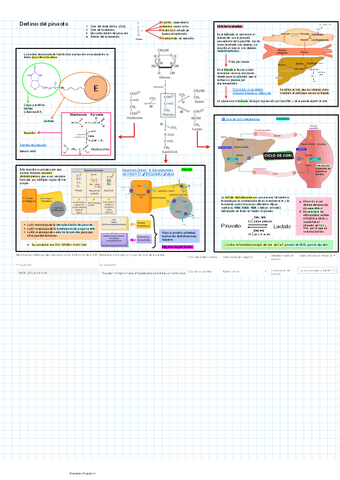 Destinos-del-piruvato.pdf