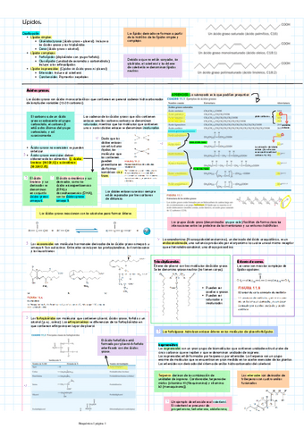 Lipidos.pdf