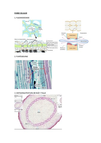 HV-imgenes-practica-1.pdf