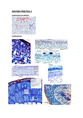 HV-imagenes-practica-2.pdf