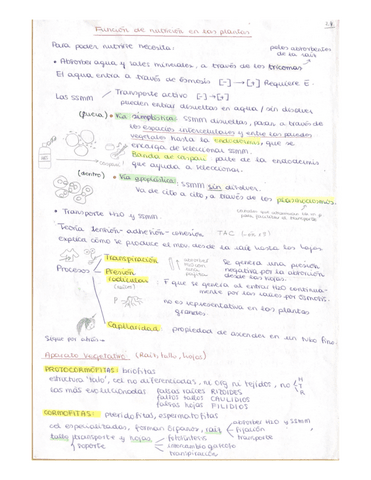 PLANTAS-FASE-LUMINOSA-Y-OSCURA-Funcion-nutricion-relacion-y-reproduccion-1-BACH.pdf