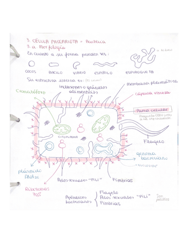 Celula-procariota-biologia-2-Bach.pdf