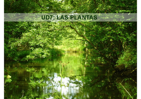 UD7-Las-plantas-COMPLETO.pdf